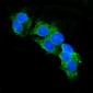 Anti-CD13/ANPEP Antibody Picoband™ (monoclonal, 9G5)